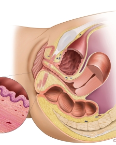 Female Pelvic Anatomy Female Pelvic Anatomy