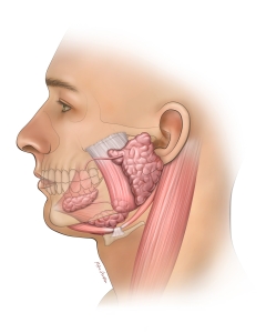 Salivary glands produce and secrete 0.5 to 1.5 liters of saliva daily, which is essential for oral hygiene, digestion, and protection. They moisten the mouth, facilitate chewing and swallowing, initiate starch digestion via amylase, protect teeth, and provide immunity through antibacterial compounds. The main glands are the parotid, submandibular, and sublingual glands. Salivary glands produce and secrete 0.5 to 1.5 liters of saliva daily, which is essential for oral hygiene, digestion, and protection. They moisten the mouth, facilitate chewing and swallowing, initiate starch digestion via amylase, protect teeth, and provide immunity through antibacterial compounds. The main glands are the parotid, submandibular, and sublingual glands.