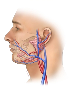 Illustration depicting the relationship of salivary glands, arteries and veins.