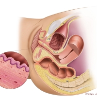 Female Pelvic Anatomy